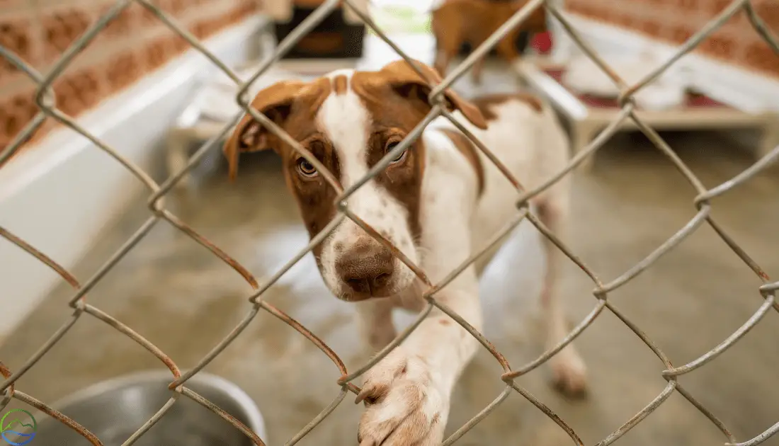 Animal Shelters in New Hampshire