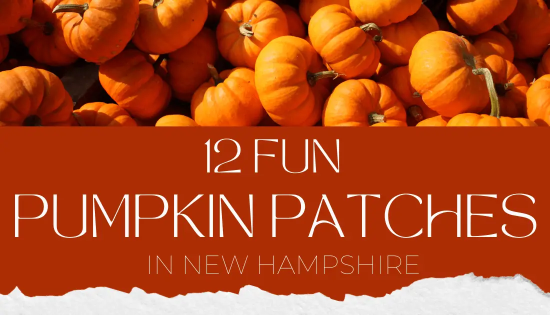 Pumpkin Patches in New Hampshire